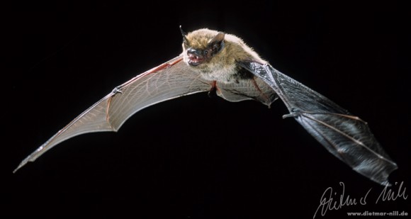 Alpenfledermaus (Hypsuga savii) im Flug. Foto: Dietmar Nill.