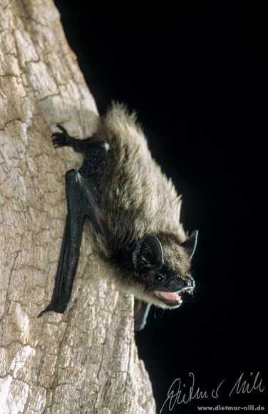 Alpenfledermaus (Hypsugo savii) am Baumstamm. Foto: Dietmar Nill.