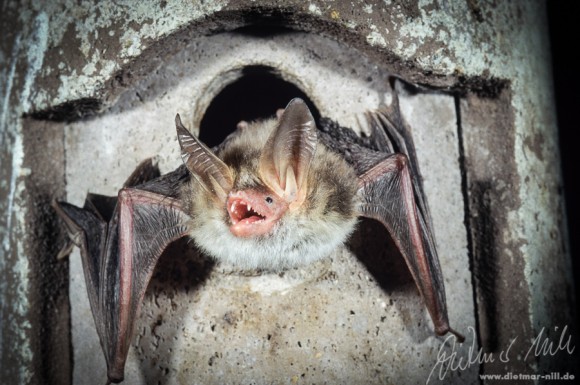 Die Bechsteinfledermaus(Myotis bechsteinii) besitzt für eine Myotis-Art auffällig grosse Ohren. Sie ist in Zentraleuropa beheimatet und bevorzugt Laubmischwälder. Beute wird über Krabbel- und Flattergeräusche der Insekten erkannt. Foto: Dietmar Nill.