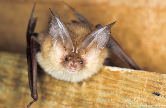 Braunes Langohr (Plecotus auritus) - Portrait. Foto: Dietmar Nill.