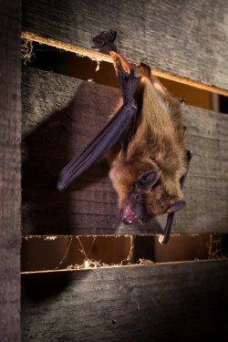 Breitflügelfledermaus (Eptesicus serotinus) 