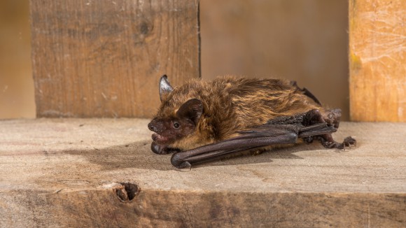 Breitflügelfledermaus (Eptesicus serotinus)