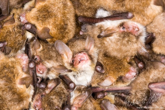 Wochenstube der Fransenfledermaus (Myotis nattereri). Foto: Dietmar Nill.