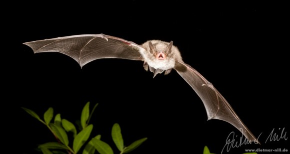 Fransenfledermaus (Myotis nattereri) im Flug. Foto: Dietmar Nill.