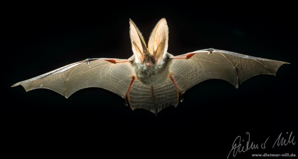 Graues Langohr (Plecotus austriacus) im Flug. Foto: Dietmar Nill.