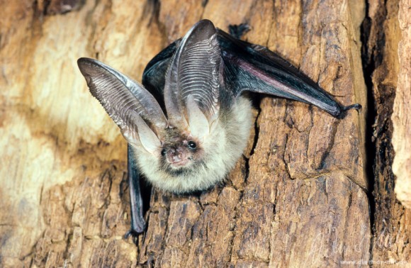 Graues Langohr (Plecotus austriacus), schwer unterscheidbar vom Braunen Langohr (Plecotus auritus). Zum Winterschlaf verstecken Langohren ihre Ohren unter den Flügeln, um Austrocknung und Erfrierungen zu vermeiden, so dass nur noch der große, breite Tragus zu sehen ist. Das Verbreitungsgebiet erstreckt sich über Mittel- und Südeuropa, Mittel- und Balkangebiet, Kaukasus. Wärmebedürftig, bezieht warme Sommerquartiere in Dachböden von Wohnhäusern und in Kirchendachstühlen. Jagt oft im Randbereich menschlicher Siedlungen, an Hecken und Straßenlampen. Sie ist zum Rüttelflug auf der Stelle fähig. Fängt vorwiegend Nachtfalter, Zweiflügler und kleine Käfer. Foto: Dietmar Nill.