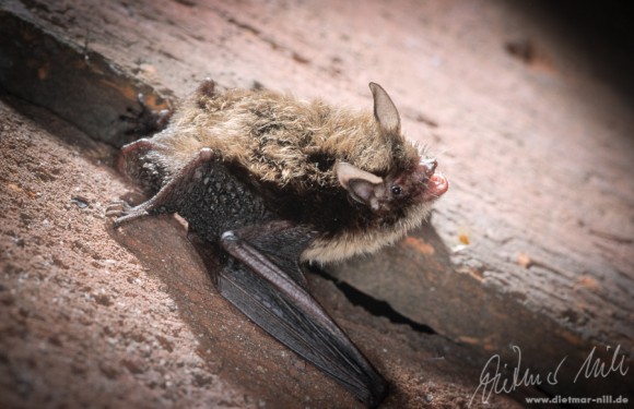 Die Große Bartfledermaus (Myotis brandtii) ist in großen Teilen Zentral- und Osteuropas sowie Asiens verbreitet. Sie jagt in Wäldern, an Waldrändern und über Waldgewässern. Bevorzugte Quartiere sind Kirchendächer, Spalten und spezielle Fledermauskaesten. Foto: Dietmar Nill.