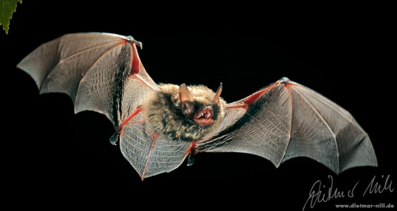 Grosse Bartfledermaus (Myotis brandtii) im Flug. Foto: Dietmar Nill.