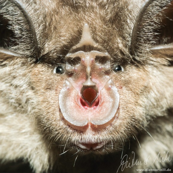 Große Hufeisennase (Rhinolophus ferrumequinum) - Portrait. Foto: Dietmar Nill.