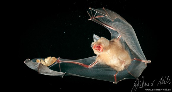 Große Hufeisennase (Rhinolophus ferrumequinum) fängt einen Falter im Flug. Foto: Dietmar Nill.