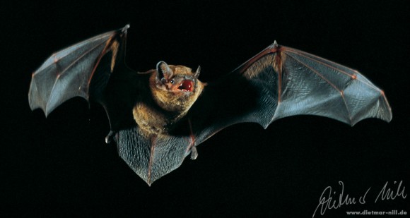 Großer Abendsegler (Nyctalus noctula) im Flug. Foto: Dietmar Nill.