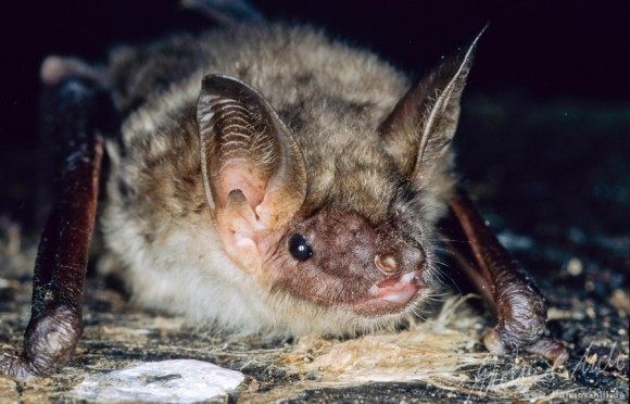 Großes Mausohr (Myotis myotis). Jagt gerne über offenen Böden nach Lauf- und Mistkäfern; in Südeuropa ganzjähring in Höhlen; bei uns im Sommer Wochenstubenquartier in warmen Dachböden; durch Pestizideinsatz (vor allem DDT) sehr starke Populationseinbrüche in den 1970er Jahren; heute Bestandsverbesserung. Foto: Dietmar Nill.