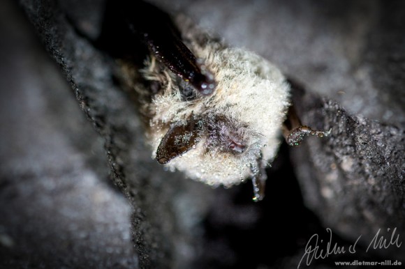 Kleine Bartfledermaus (Myotis mystacinus) Portrait im Winterquartier. Foto: Dietmar Nill.