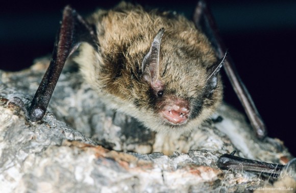 Kleine Bartfledermaus (Myotis mystacinus) - Portrait. Foto: Dietmar Nill.