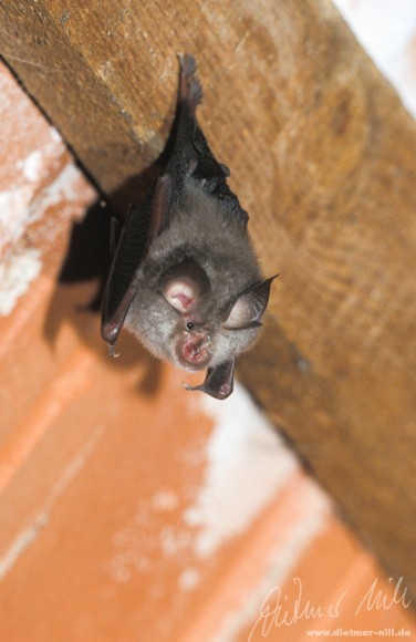 Die Kleine Hufeisennase (Rhinolophus hipposideros) jagt gerne in buschreichen Parklandschaften, lichten Wäldern; in Südeuropa haäfig in Karstgebieten; erbeutet kleine Fliegen und Mücken, Kleinschmetterlinge und Käfer. Foto: Dietmar Nill.