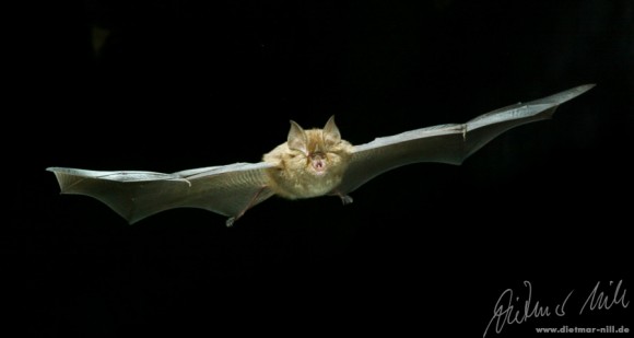 Die Kleine Hufeisennase (Rhinolophus hipposideros) jagt gerne in buschreichen Parklandschaften, lichten Wäldern; in Südeuropa häufig in Karstgebieten; erbeutet kleine Fliegen und Mücken, Kleinschmetterlinge und Käfer. Foto: Dietmar Nill.