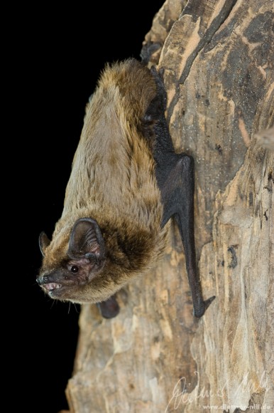 Der Kleiner Abendsegler (Nyctalus leisleri) ist halb so schwer wie der Große Abendsegler, pilzförmiger Tragus, kurzhaariges Rückenfell. Ist in ganz Europa ausser im hohen Norden verbreitet. Der kleine Abendsegler ist eine Waldfledermaus. Bezieht im Sommer Quartier in verlassenen Spechthöhlen und Fledermauskästen. Zieht im Frühjahr und Herbst in Europa umher und legt dabei in kurzer Zeit bis zu 1000 km zuruck. Schneller wendiger Jäger an Waldrändern, auf Lichtungen, über Baumwipfeln und Gewässern. Foto: Dietmar Nill.