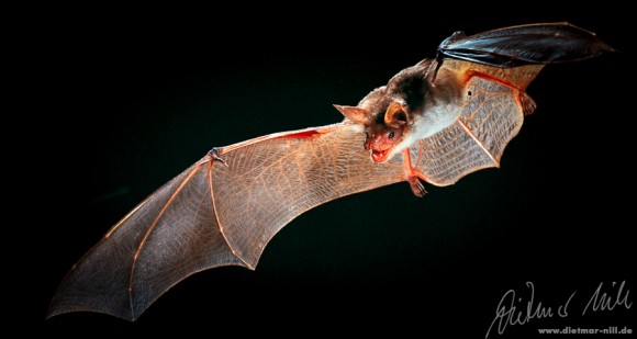Kleines Mausohr im Flug, Myotis blythi, lesser mouse-eared bat in flight, petit murin