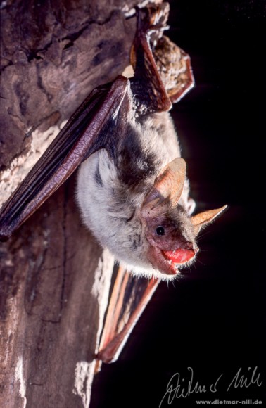 Kleines Mausohr (Myotis blythi). Lebende Tiere sind schwer vom Großen Mausohr (Myotis myotis) zu unterscheiden, sie sind aber im Durchschnitt etwas kleiner, leichter und graziler als das Große Mausohr (Myotis myotis). Oftmals hat das Kleine Mausohr (Myotis blythi) einen kleinen hellen Fellfleck auf der Stirn. Das Verbreitungsgebiet erstreckt sich über Österreich und die Schweiz über Südeuropa bis in die Steppen Zentralasiens. Ihr bevorzugter Lebensraum sind weite Steppen oder Grasländer. Ihre Lieblingsnahrung sind Heupferde und andere Heuschrecken. Foto: Dietmar Nill.