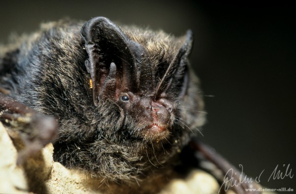 Mopsfledermaus (Barbastella barbastellus). Fell, Schnauze Flügel und Ohren gänzlich schwarz, große, über der Nase zusammen gewachsene Ohren. Das Verbreitungsgebiet der Mopsfledermaus (Barbastella barbastellus) erstreckt sich über ganz Zentraleuropa, ist aber in weiten Teilen Deutschlands fast ausgerottet. Lebt im Sommer in Spaltenquartieren. Bevorzugt nachtaktive Kleinschmetterlinge als Beute. Jagt an Waldrändern und relativ dicht über den Baumwipfeln. Ziemlich Kälte unempfindliche Art. Foto: Dietmar Nill.