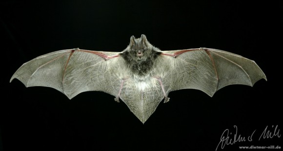 Mopsfledermaus (Barbastella barbastellus). Fell, Schnauze Flügel und Ohren gänzlich schwarz, große, über der Nase zusammen gewachsene Ohren. Das Verbreitungsgebiet der Mopsfledermaus (Barbastella barbastellus) erstreckt sich über ganz Zentraleuropa, ist aber in weiten Teilen Deutschlands fast ausgerottet. Lebt im Sommer in Spaltenquartieren. Bevorzugt nachtaktive Kleinschmetterlinge als Beute. Jagt an Waldrändern und relativ dicht über den Baumwipfeln. Ziemlich Kälte unempfindliche Art. Foto: Dietmar Nill.