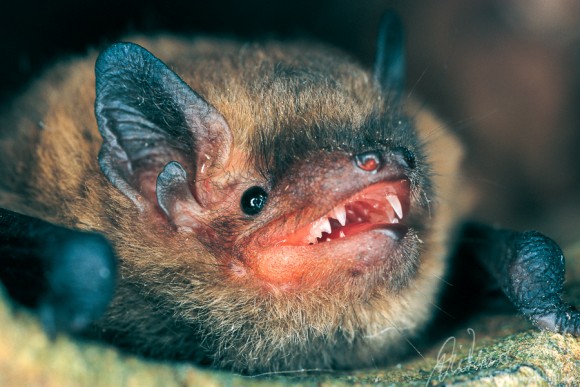 Die Mückenfledermaus (Pipistrellus pygmaeus) ist eine neu entdeckte Art in Europa. Ähnelt der Zwergfledermaus. Hellbraunes Fell, Männchen haben einen beinahe orangefarbenen Penis. Kenntnisse über das Verbreitungsgebiet sind noch lückenhaft. Jagt vornehmlich in Waldgebieten in Gewässernaehe, z. B. in Auwäldern und an Teichen. Foto: Dietmar Nill.