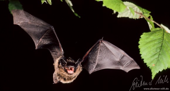 Nordfledermaus (Eptesicus nilssonii) - Flugaufnahme. Foto: Dietmar Nill.