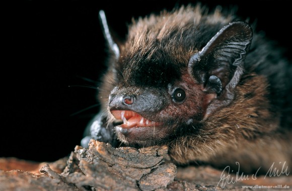 Nordfledermaus (Eptesicus nilssonii) - Portrait. Foto: Dietmar Nill.