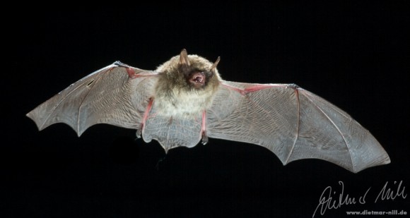 Nymphenfledermaus (Myotis alcathoe) im Flug. Foto: Dietmar Nill.