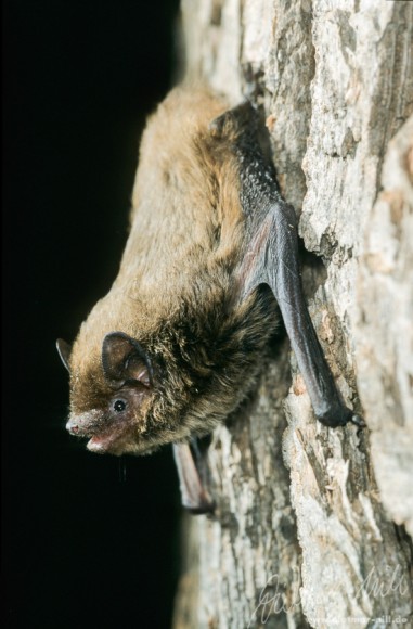 Rauhautfledermaus (Pipistrellus nathusii), hängt an einem Baum. Foto: Dietmar Nill.