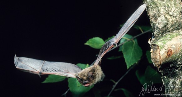 Rauhautfledermaus (Pipistrellus nathusii) im Flug. Foto: Dietmar Nill.