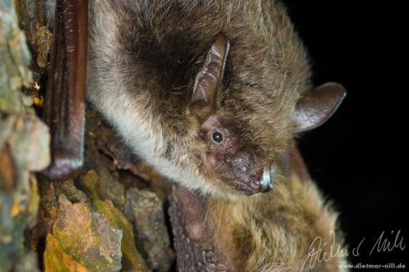 Teichfledermaus (Myotis dasycneme), Portrait. Foto: Dietmar Nill.