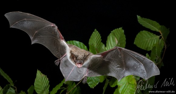 Die Teichfledermaus (Myotis dasycneme) ist größer als die Wasserfledermaus mit kräftigen Füßen und einem kurzen Ohrdeckel (Tragus). Ihr Lebensraum erstreckt sich über die Niederlande, Norddeutschland, Osteuropa und Russland. Sie jagt in weniger als 1 Meter Flughöhe über großen offenen Gewässern und erbeutet hauptsächlich Zuckmücken. Männliche Teichfledermäuse schließen sich im Sommer manchmal zu Männchenkolonien zusammen. Foto: Dietmar Nill.