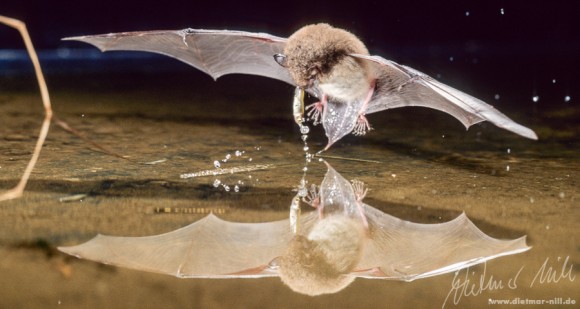 Wasserfledermaus (Myotis daubentoni) beim Beutefang. Foto: Dietmar Nill.