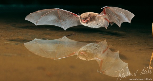 Wasserfledermaus im Flug. Foto: Dietmar Nill.