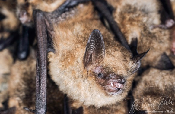 Das Rückenfell der Wimperfledermaus (Myotis emarginatus) ist rotbraun schimmernd, lange, wollig wirkende Haare, der Saum der Schwanzflughaut mit kurzen Härchen bewimpert. Das Verbreitungsgebiet erstreckt sich übe Mitteleuropa bis Süddeutschland und Holland, bosonders Südeuropa, auch Nordafrika. Wärmeliebende Art, jagt in traditionellen Kulturlandschaften, Parks und an Waldrändern. Erbeutet hauptsächlich Spinnen und Fliegen. Foto: Dietmar Nill.