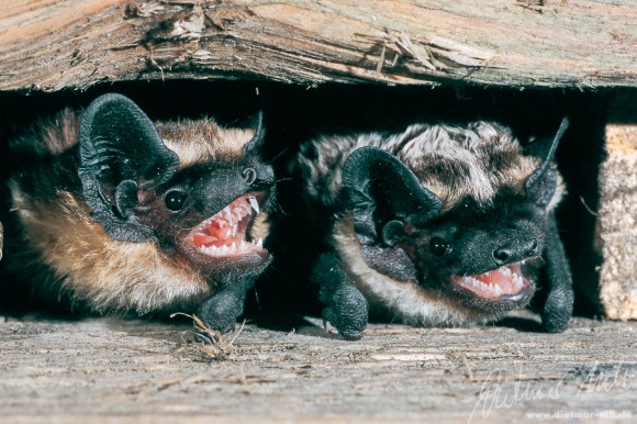 Die Zweifarbfledermaus (Vespertilio murinus) lebt in Höhlenlagen mit bewaldeten Hängen, größeren Lichtungen, sumpfigen Niederungen und Felsen, aber auch in grossen Städten wie Berlin; bevorzugtes Jagdhabitat ist der freie Luftraum; spektakuläre Balzflüge. Foto: Dietmar Nill.