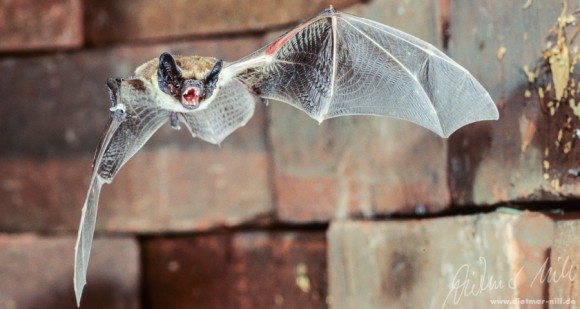 Die Zweifarbfledermaus (Vespertilio murinus) lebt in Höhlenlagen mit bewaldeten Hängen, größeren Lichtungen, sumpfigen Niederungen und Felsen, aber auch in grossen Städten wie Berlin; bevorzugtes Jagdhabitat ist der freie Luftraum; spektakuläre Balzfluege. Foto: Dietmar Nill.