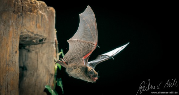 Zwergfledermaus (Pipistrellus pipistrellus) im Flug. Foto: Dietmar Nill.