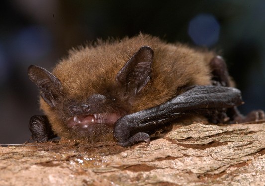 Mit einer Körperlänge von 33 bis 51 mm ist die Zwergfledermaus (Pipistrellus pipistrellus) die kleinste heimische Fledermausart. Sie erreicht ein Gewicht von drei bis acht Gramm und eine Spannweite von 180 bis 230 mm. Sie ist im Flug ungefähr so groß wie ein Zaunkönig. Foto: Christian Giese