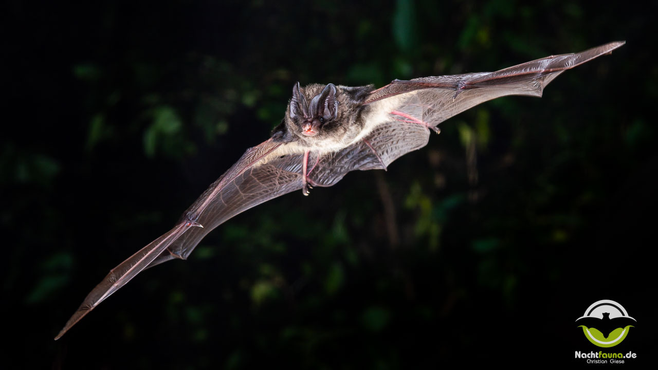Mopsfledermaus (Barbastella barbastellus)