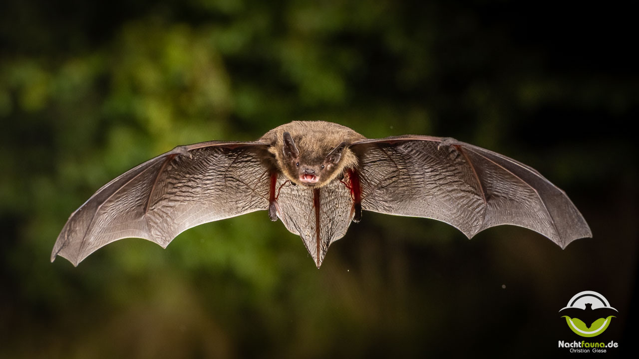 Rauhautfledermaus (Pipistrellus nathusii)