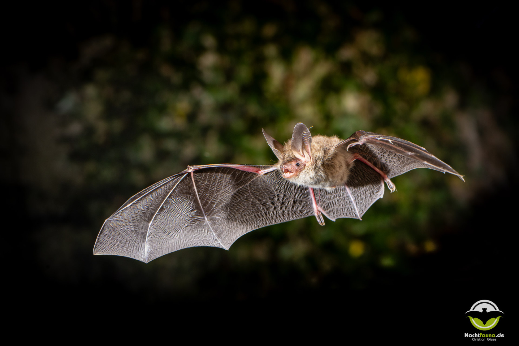 Bechsteinfledermaus (Myotis bechsteinii)
