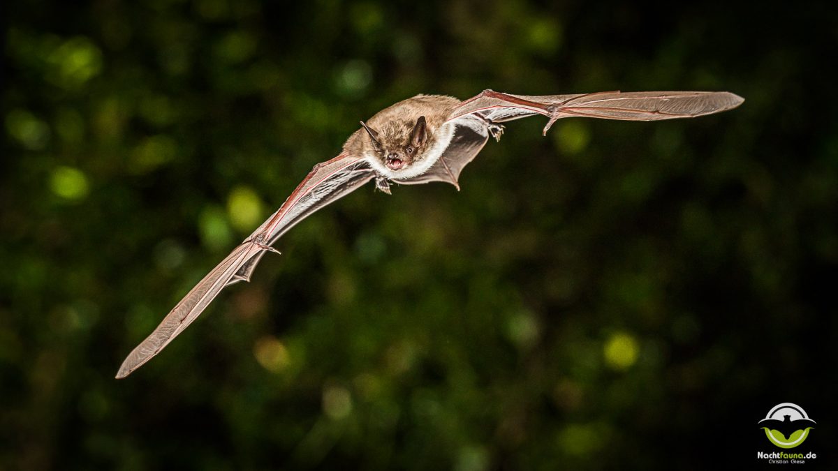 Teichfledermaus (Myotis dasycneme)