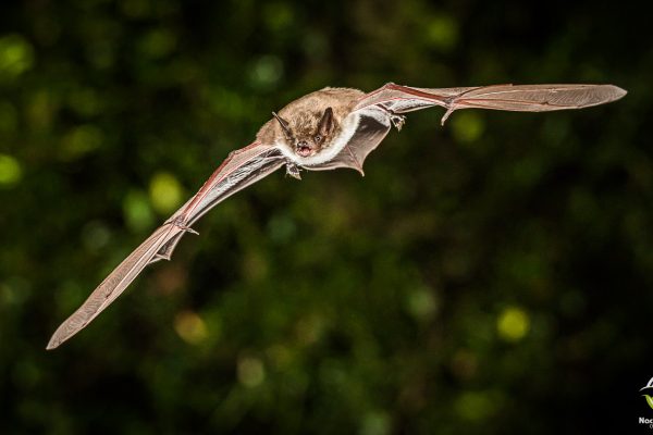 Teichfledermaus (Myotis dasycneme)