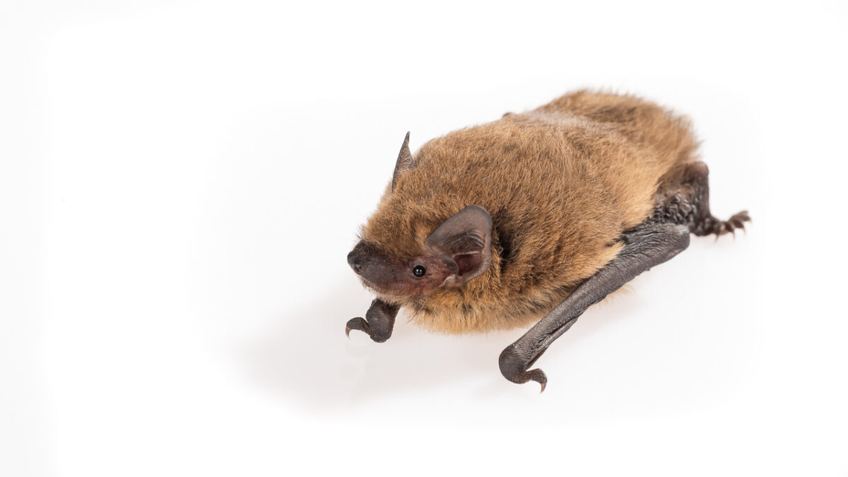 Zwergfledermaus (Pipistrellus pipistrellus)