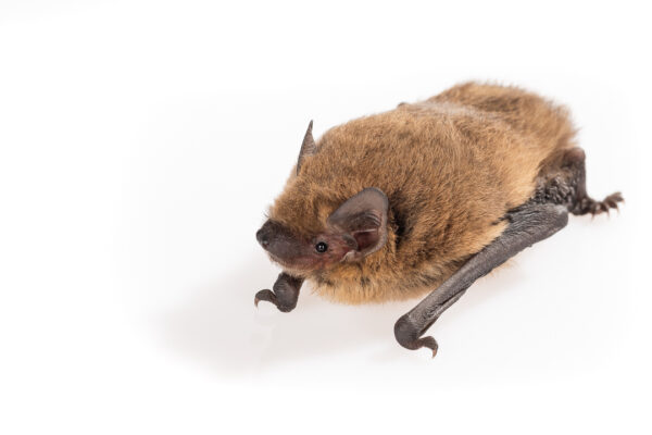 Zwergfledermaus (Pipistrellus pipistrellus)