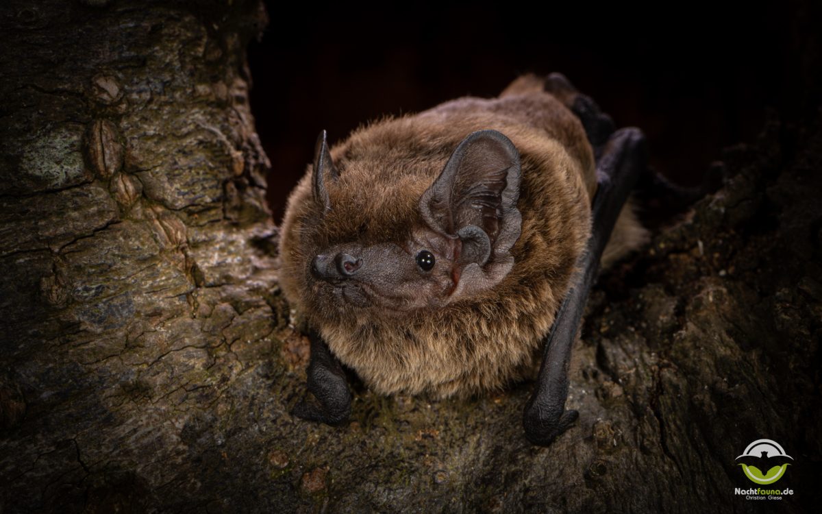 Kleinabendsegler (Nyctalus leisleri) an einer Baumhöhle