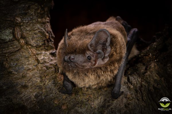 Kleinabendsegler (Nyctalus leisleri) an einer Baumhöhle