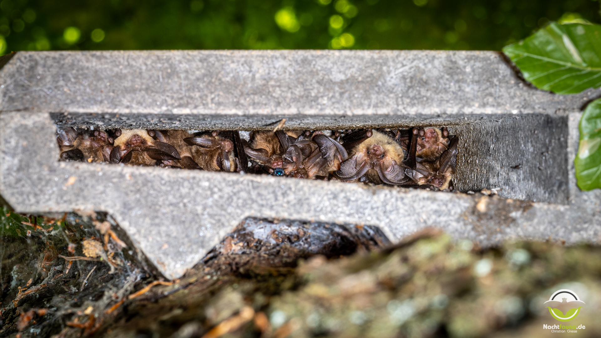 Wochenstube Braunes Langohr (Plecotus auritus) in einem Fledermauskasten